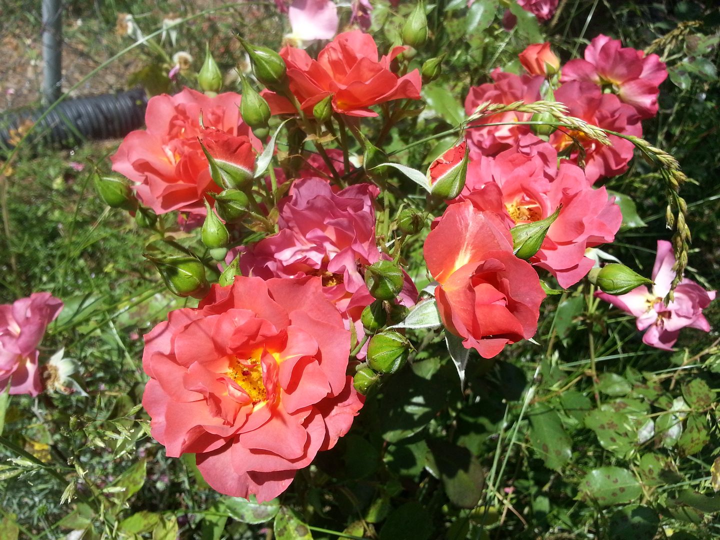 cinco de mayo photo 20130601_153646_zps921b179a.jpg